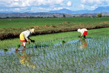 Repiquage du riz - crédits : Penny Tweedie/ Getty Images