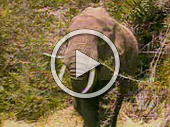 Éléphant d'Afrique et éléphant d'Asie - crédits : Encyclopædia Universalis France