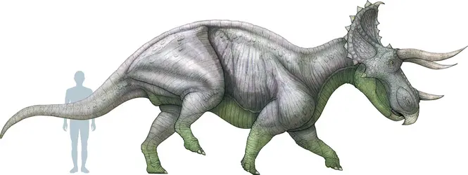 Tricératops - crédits : © Encyclopædia Universalis France