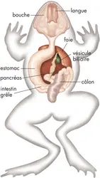 Appareil digestif de la grenouille - crédits : © Encyclopædia Britannica, Inc.