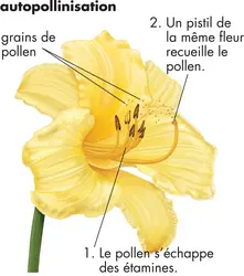 Pollinisation - crédits : © Encyclopædia Britannica, Inc.