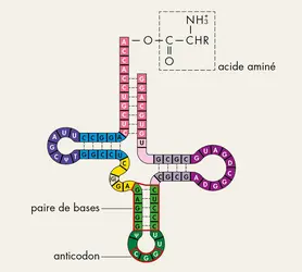 ARN de transfert - crédits : © Encyclopædia Universalis France