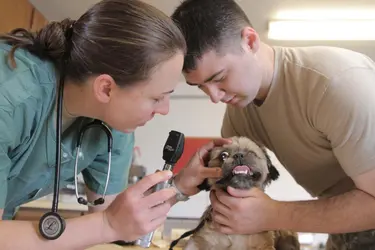 Visite chez le vétérinaire - crédits : © Army Medicine/ Flickr ; CC BY 2.0