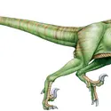 Vélociraptor - crédits : © Encyclopædia Universalis France