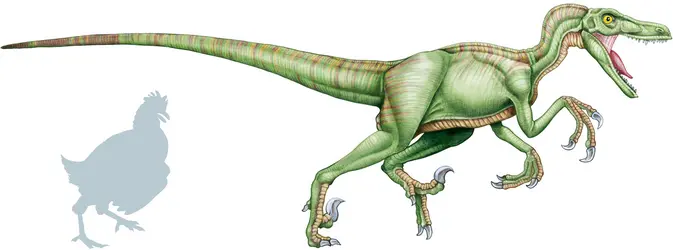 Vélociraptor - crédits : © Encyclopædia Universalis France