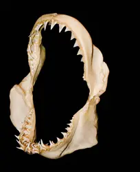 Mâchoire de requin - crédits : © Markrhiggins/ Shutterstock