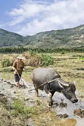 Travail du sol dans une rizière - crédits : TonyV3112/ Shutterstock