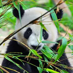 Panda - crédits : © Hung Chung Chih/ Shutterstock
