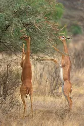 Antilopes-girafes - crédits : Vittorio Ricci - Italy/ Moment/ Getty Images