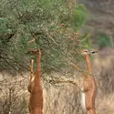 Antilopes-girafes - crédits : Vittorio Ricci - Italy/ Moment/ Getty Images