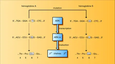 Effets d'une mutation simple - crédits : Encyclopædia Universalis France