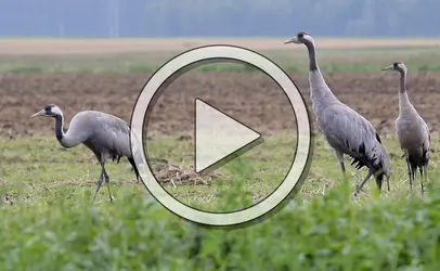 Grues cendrées - crédits : Wildlife_World / Biosmotion