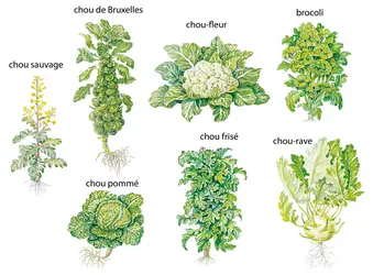 Chou - crédits : © Encyclopædia Britannica, Inc.