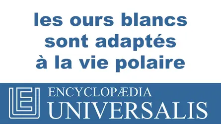 Ours blanc - crédits : © 2013 Encyclopædia Universalis