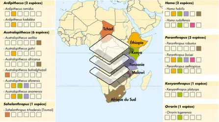 Les plus anciens hominidés d'Afrique - crédits : © Encyclopædia Universalis France