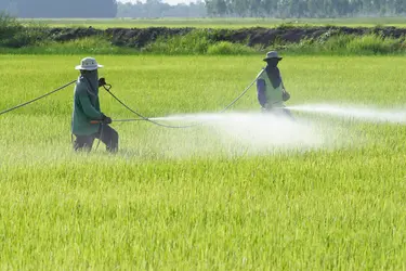 Traitement d'une rizière par des insecticides - crédits : Sakhorn/ Shutterstock