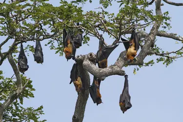 Chauves-souris <em>Pteropus giganteus</em> - crédits : Gianpiero Ferrari/ Corbis/ Getty Images