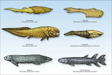 Poissons du Paléozoïque - crédits : Encyclopædia Universalis France