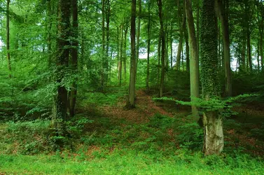 Forêt - crédits : © isamiga76/ Flickr