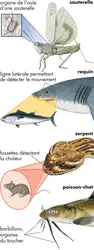 Organes des sens - crédits : © Encyclopædia Britannica, Inc.