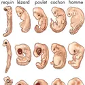 Développement de l'embryon animal - crédits : © Encyclopædia Britannica, Inc.