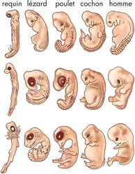 Développement de l'embryon animal - crédits : © Encyclopædia Britannica, Inc.