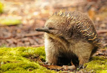 Échidné d’Australie - crédits : © J. Visser/ Shutterstock