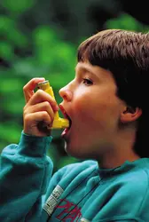 Traitement de l'asthme - crédits : © Larry Mulvehill/Photo Researchers, Inc.