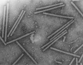 Virus de la mosaïque du tabac - crédits : © University of Berkeley