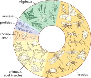 Êtres vivants - crédits : © Encyclopædia Britannica, Inc.