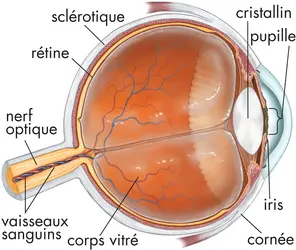 Coupe de l'œil humain - crédits : © Encyclopædia Britannica, Inc.