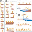 Athlétisme : les différentes disciplines - crédits : © Encyclopædia Britannica, Inc.