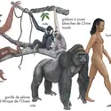 Grands singes - crédits : © Encyclopædia Britannica, Inc.