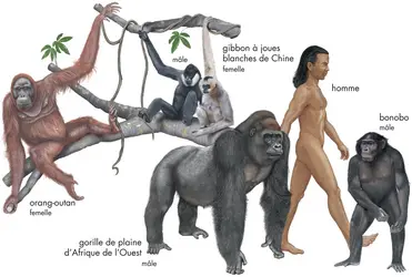 Grands singes - crédits : © Encyclopædia Britannica, Inc.