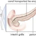 Anatomie du pancréas - crédits : © Encyclopædia Britannica, Inc.