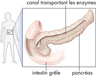 Anatomie du pancréas - crédits : © Encyclopædia Britannica, Inc.