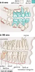 Évolution des dents avec l'âge - crédits : © Encyclopædia Britannica, Inc.
