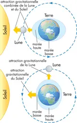 Marées - crédits : © Encyclopædia Britannica, Inc.