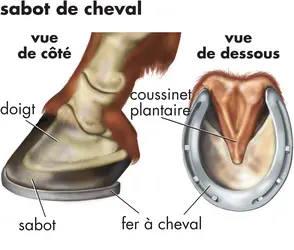 Sabot du cheval - crédits : © Encyclopædia Britannica, Inc.