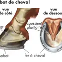 Sabot du cheval - crédits : © Encyclopædia Britannica, Inc.