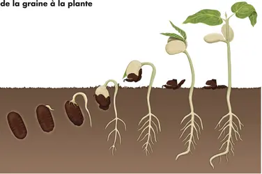 Haricot - crédits : © Encyclopædia Britannica, Inc.