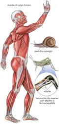 Les muscles - crédits : © Encyclopædia Britannica, Inc.