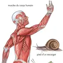 Les muscles - crédits : © Encyclopædia Britannica, Inc.