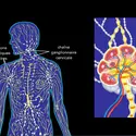 Le système lymphatique - crédits : © Encyclopædia Universalis France