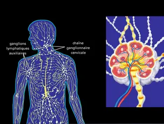 Le système lymphatique - crédits : © Encyclopædia Universalis France