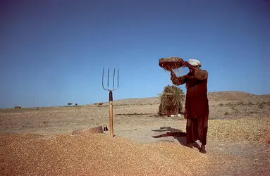 Agriculture traditionnelle en Iran - crédits : G. Pavia/ De Agostini/ Getty Images