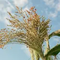 Millet - crédits : © Ekaterina Savyolova/ Moment/ Getty Images