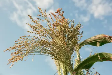 Millet - crédits : © Ekaterina Savyolova/ Moment/ Getty Images