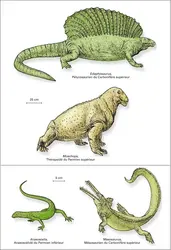 Reptiles du Paléozoïque - crédits : Encyclopædia Universalis France