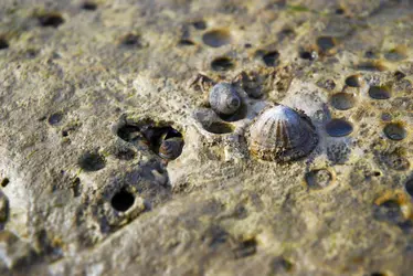 Patelle - crédits : © G. Dawes/ Shutterstock